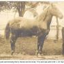 Creagerstown Henry Havner & Horse