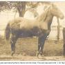 Creagerstown Henry Havner - Horse