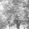 Thurmont Images B