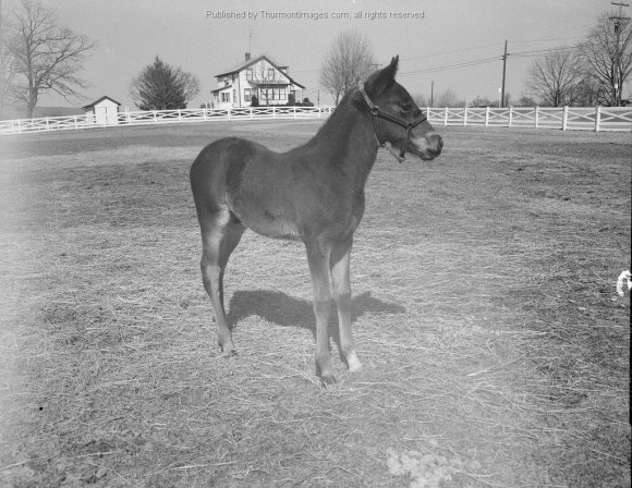 Eyler Stables Colt 1962 001 JAK